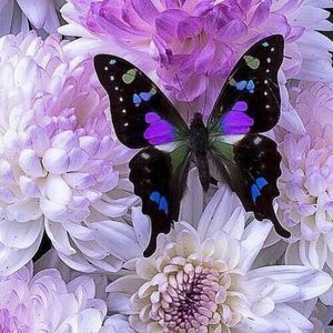 Meet your Posher, Dana